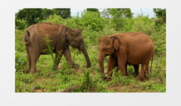 大象视频在线观看,在线观看，畅享视听盛宴